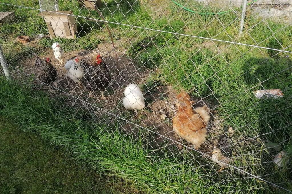 Ferien Im Paradies Brienzwiler Exteriör bild